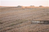 جمع آوری کاه توسط دامداران در لرستان
