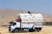 جمع آوری کاه توسط دامداران در لرستان