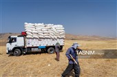 جمع آوری کاه توسط دامداران در لرستان