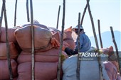 جمع آوری کاه توسط دامداران در لرستان