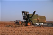 جمع آوری کاه توسط دامداران در لرستان