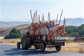 جمع آوری کاه توسط دامداران در لرستان