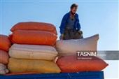 جمع آوری کاه توسط دامداران در لرستان