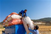 جمع آوری کاه توسط دامداران در لرستان