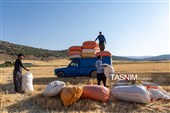 جمع آوری کاه توسط دامداران در لرستان