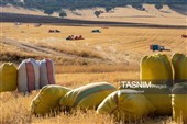 جمع آوری کاه توسط دامداران در لرستان