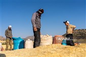 جمع آوری کاه توسط دامداران در لرستان