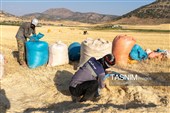 جمع آوری کاه توسط دامداران در لرستان