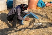 جمع آوری کاه توسط دامداران در لرستان