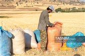 جمع آوری کاه توسط دامداران در لرستان