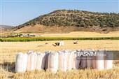 جمع آوری کاه توسط دامداران در لرستان