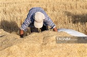 جمع آوری کاه توسط دامداران در لرستان