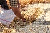 جمع آوری کاه توسط دامداران در لرستان