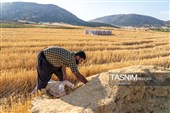 جمع آوری کاه توسط دامداران در لرستان