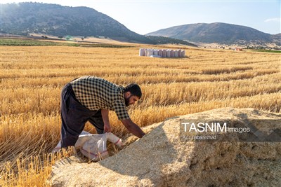 جمع آوری کاه توسط دامداران در لرستان