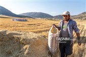جمع آوری کاه توسط دامداران در لرستان