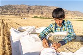 جمع آوری کاه توسط دامداران در لرستان