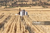 جمع آوری کاه توسط دامداران در لرستان
