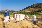 جمع آوری کاه توسط دامداران در لرستان