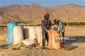 جمع آوری کاه توسط دامداران در لرستان