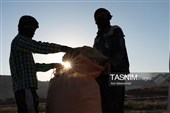 جمع آوری کاه توسط دامداران در لرستان