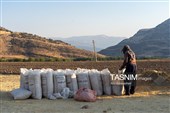 جمع آوری کاه توسط دامداران در لرستان
