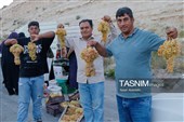 چهارمین جشنواره ملی انگور مشگین شهر