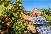 برداشت انگور از تاکستان‌های شهرستان عجب شیر
