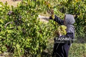برداشت انگور از تاکستان‌های شهرستان عجب شیر