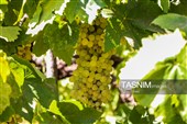 برداشت انگور از تاکستان‌های شهرستان عجب شیر