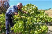 برداشت انگور از تاکستان‌های شهرستان عجب شیر