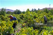برداشت انگور از تاکستان‌های شهرستان عجب شیر
