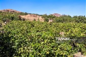 برداشت انگور از تاکستان‌های شهرستان عجب شیر
