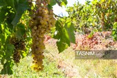 برداشت انگور از تاکستان‌های شهرستان عجب شیر
