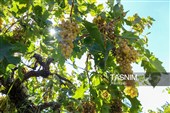 برداشت انگور از تاکستان‌های شهرستان عجب شیر