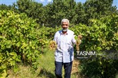 برداشت انگور از تاکستان‌های شهرستان عجب شیر