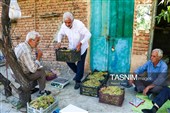 برداشت انگور از تاکستان‌های شهرستان عجب شیر