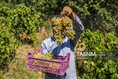 برداشت انگور از تاکستان‌های شهرستان عجب شیر