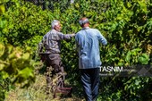 برداشت انگور از تاکستان‌های شهرستان عجب شیر