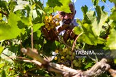 برداشت انگور از تاکستان‌های شهرستان عجب شیر