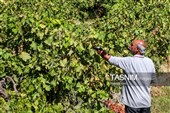 برداشت انگور از تاکستان‌های شهرستان عجب شیر