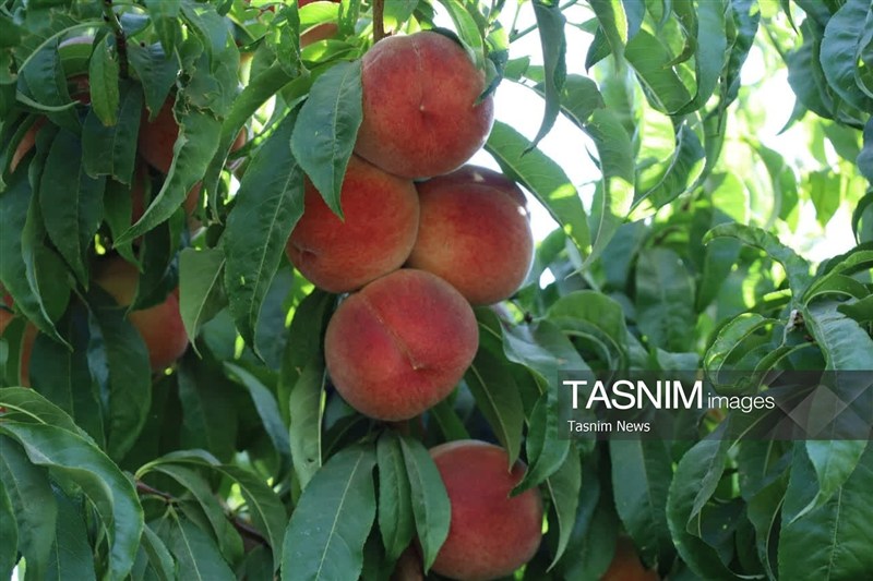 اخبار استان چهارمحال و بختیاری , اخبار شهرکرد , کشاورزی ,