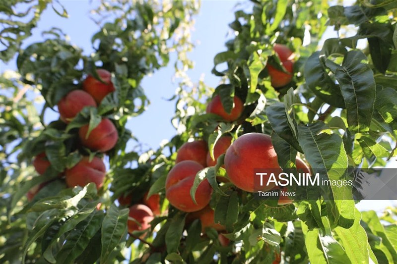اخبار استان چهارمحال و بختیاری , اخبار شهرکرد , کشاورزی ,