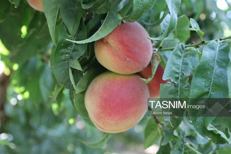 اخبار استان چهارمحال و بختیاری , اخبار شهرکرد , کشاورزی ,