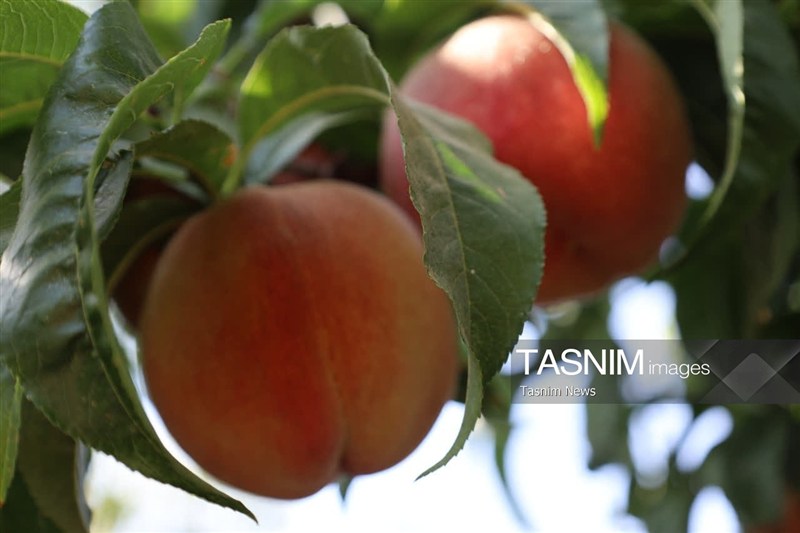 اخبار استان چهارمحال و بختیاری , اخبار شهرکرد , کشاورزی ,