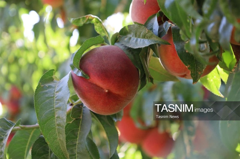 اخبار استان چهارمحال و بختیاری , اخبار شهرکرد , کشاورزی ,