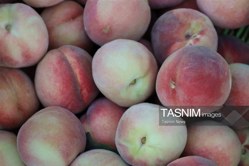اخبار استان چهارمحال و بختیاری , اخبار شهرکرد , کشاورزی ,
