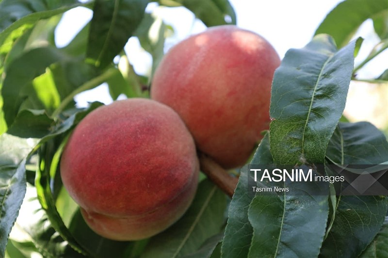 اخبار استان چهارمحال و بختیاری , اخبار شهرکرد , کشاورزی ,