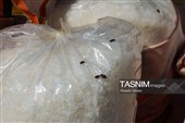  نمایشگاه جدیدترین کشفیات پلیس مبارزه با مواد مخدر تهران