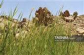 آبشار فیض‌آباد؛ جاذبه‌ای پنهان در 45 کیلومتری شمال‌غرب راور